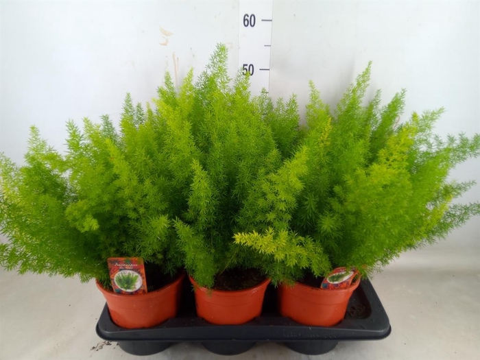 <h4>Asparagus dens. 'Meyers'</h4>