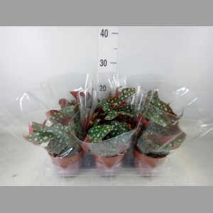 Begonia BD mac. 'Wightii'