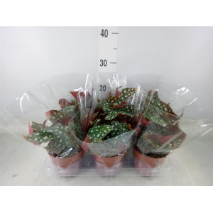 Begonia BD mac. 'Wightii'