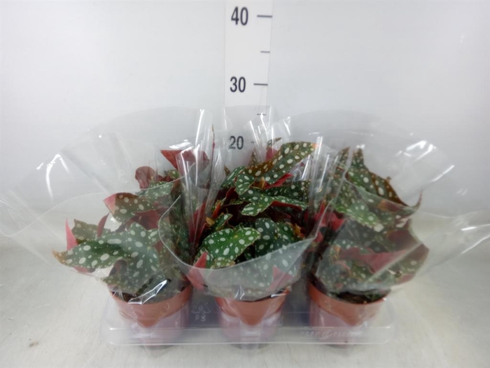 <h4>Begonia BD mac. 'Wightii'</h4>