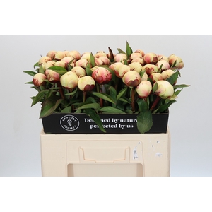 Paeonia Dr F.G. Brethour