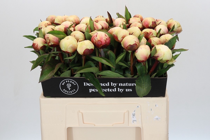 <h4>Paeonia Dr F.G. Brethour</h4>