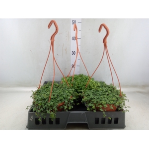 Planten Groen   ...mix  2