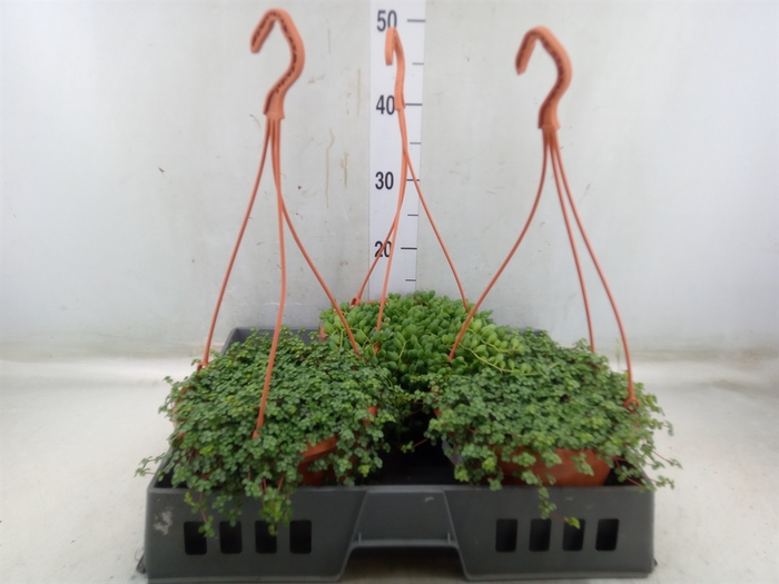 <h4>Planten Groen   ...mix  2</h4>