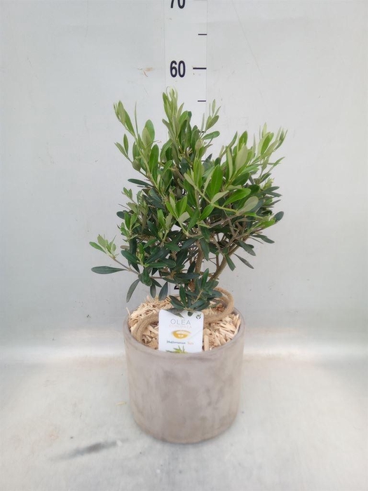 <h4>Arr.   Tuinplanten H%</h4>