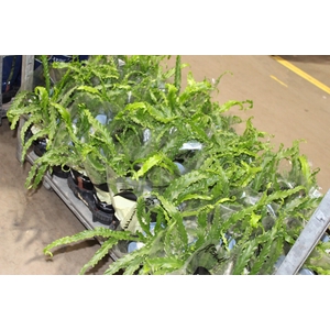 ASPLENIUM OSAKA CRESPO P14