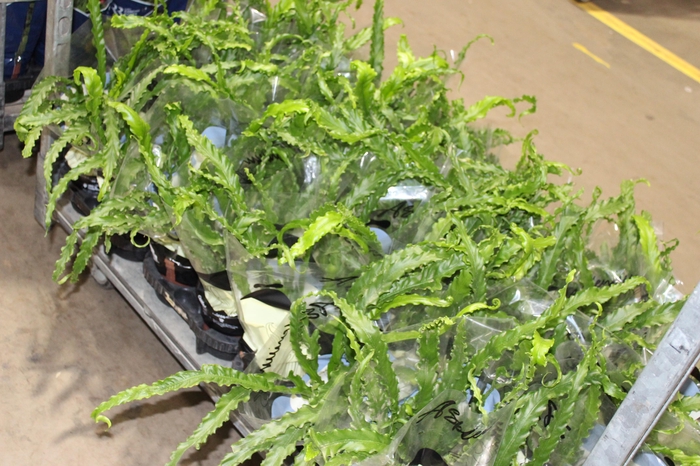 <h4>ASPLENIUM OSAKA CRESPO P14</h4>