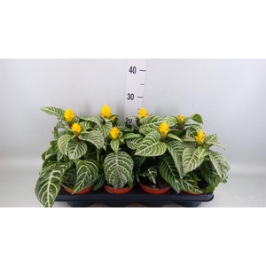 Aphelandra squar. 'Dania'
