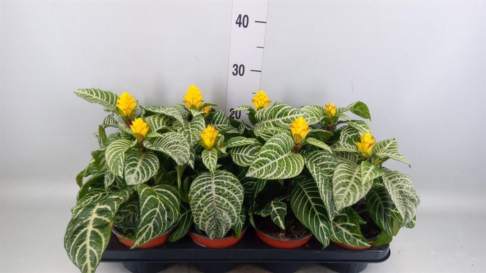 <h4>Aphelandra squar. 'Dania'</h4>