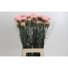 Dianthus St Sarah Pink