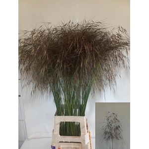 STIPA GIGANTEA