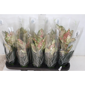 AGLAONEMA TRICOLOR P12