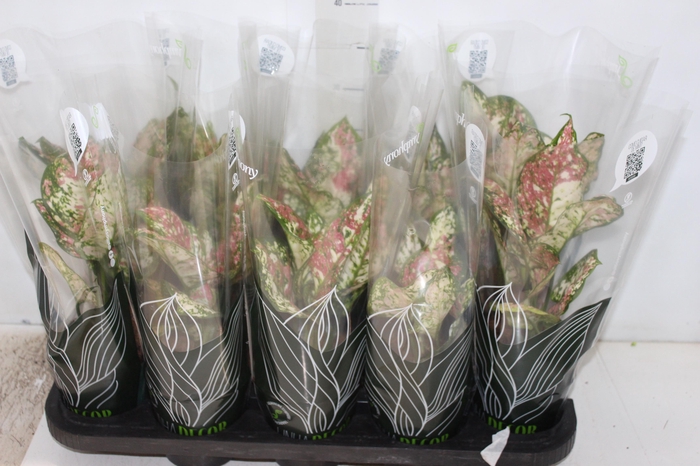 <h4>AGLAONEMA TRICOLOR P12</h4>