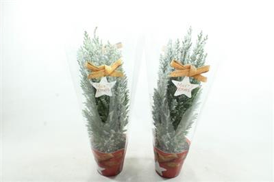 <h4>25202 NATUREL PICEA</h4>