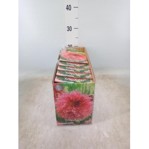 Dahlia   ...flowerbulbs