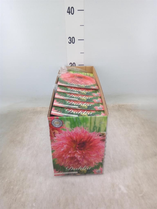 <h4>Dahlia   ...flowerbulbs</h4>