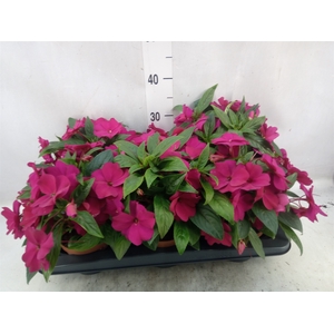 Impatiens NG 'Tamarinda Purple'