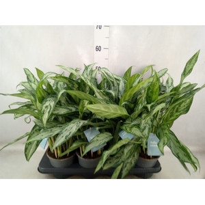 Aglaonema  'Silver Queen Compact'