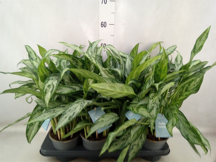 Aglaonema  'Silver Queen Compact'