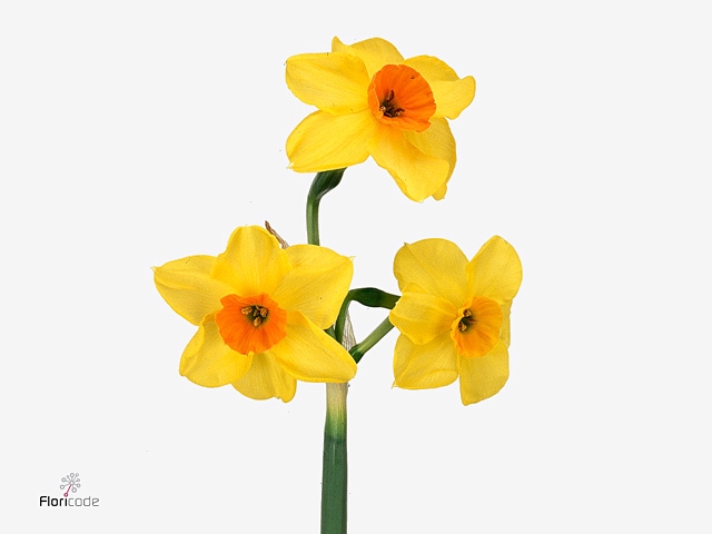 Narc Ta Golden Dawn 566