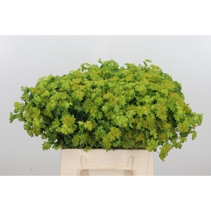 Bupleurum Griffithii