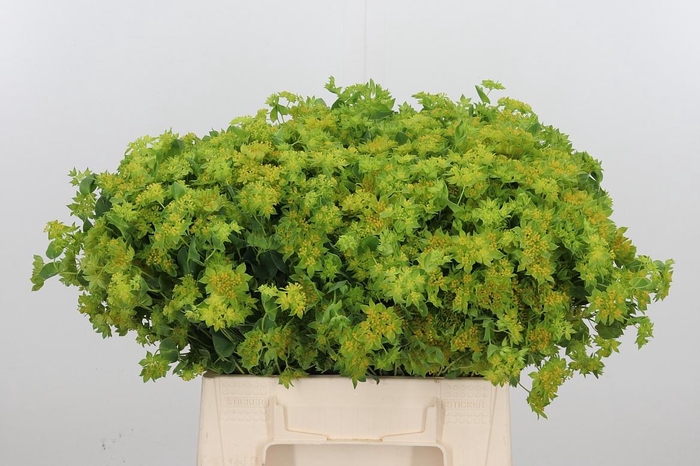 <h4>Bupleurum Griffithii</h4>