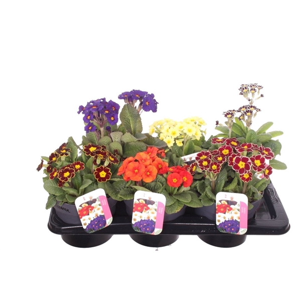 <h4>Primula elatior mix</h4>