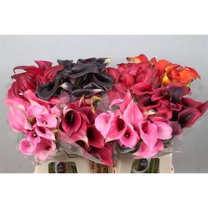 Calla Mix In Bucket Double Kallaland