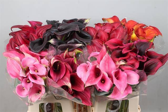 <h4>Calla Mix In Bucket Double Kallaland</h4>