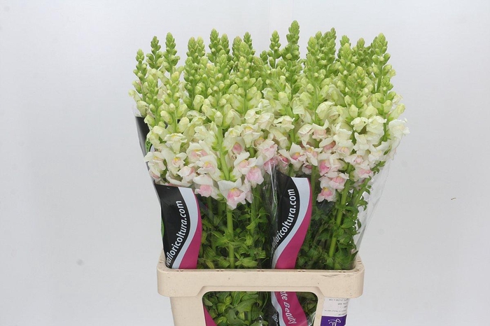 <h4>Antirrhinum Maryland Plumblossom</h4>