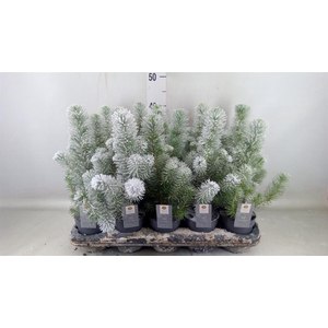 Pinus pinea 'Silver Crest'