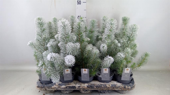 <h4>Pinus pinea 'Silver Crest'</h4>