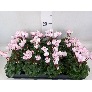 Cyclamen KL 'Verano Victoria'
