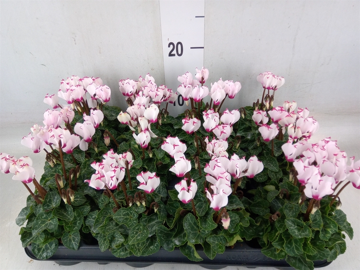 <h4>Cyclamen KL 'Verano Victoria'</h4>