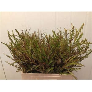 Grevillea Ivanhoe 60cm