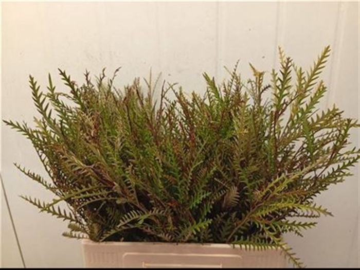 Grevillea Ivanhoe 60cm