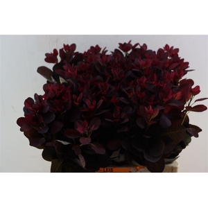 Cotinus Coggygria Rp