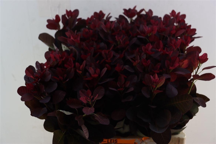 <h4>Cotinus Coggygria Rp</h4>