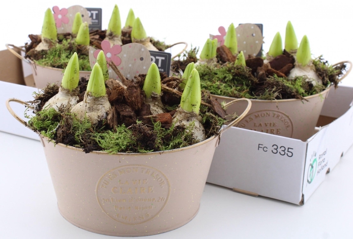 <h4>ARR HYACINTH</h4>