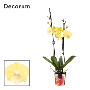 Phalaenopsis 2 tak Limoncello Kiss (Decorum)