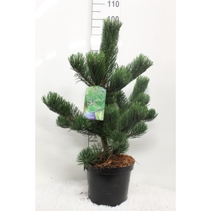 Pinus nigra