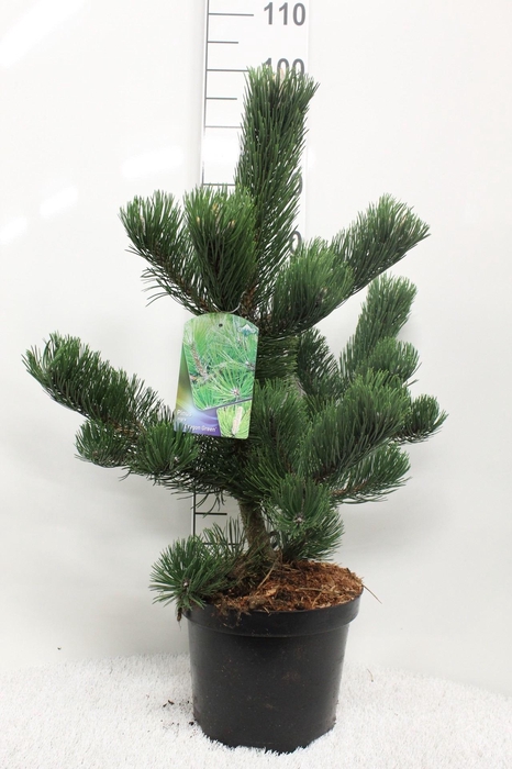 <h4>Pinus nigra</h4>