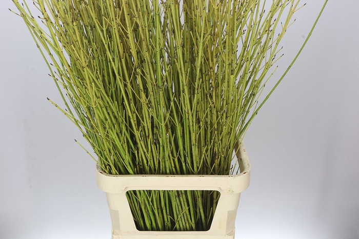 <h4>Cornus Flaviramea</h4>