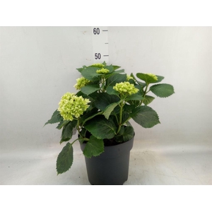 Hydrangea mac. 'Crystal Palace'