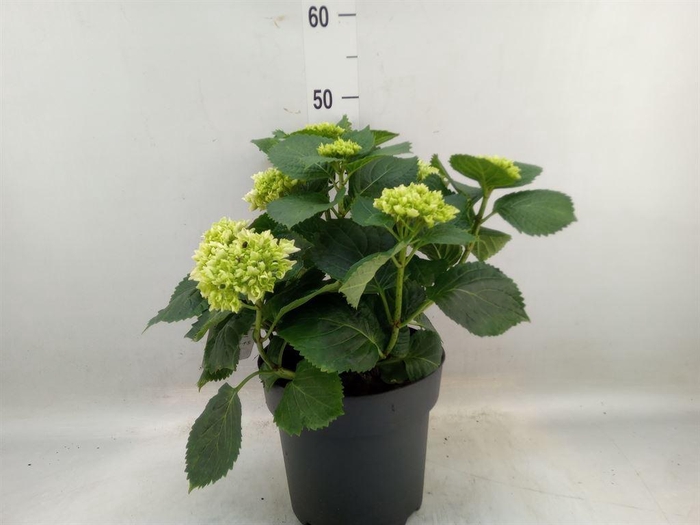 <h4>Hydrangea mac. 'Crystal Palace'</h4>
