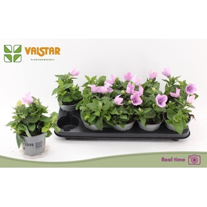 PLATYCO GR ASTRA PIN