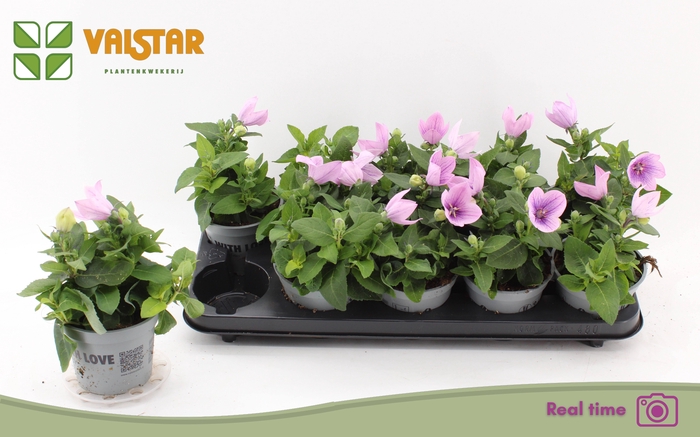 <h4>PLATYCO GR ASTRA PIN</h4>