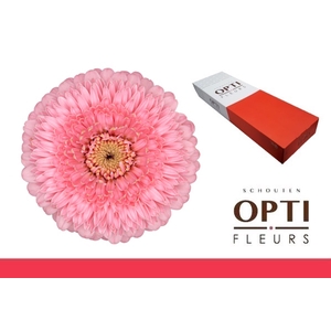 Germini Pomponi Piggy Doos