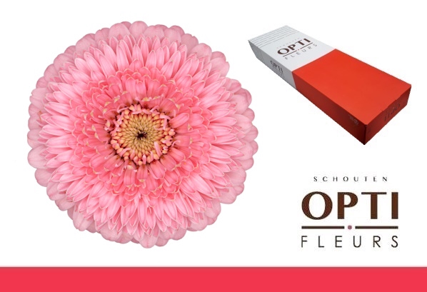 <h4>Germini Pomponi Piggy Doos</h4>