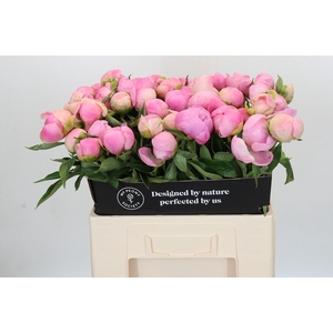 Paeonia Pink Giant